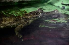 spectacled caiman (Caiman crocodilus)