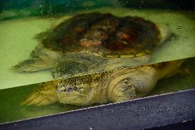 common snapping turtle (Chelydra serpentina)