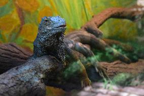 green iguana (Iguana iguana)