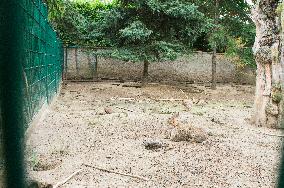 European Rabbit, Oryctolagus cuniculus, Buchlovice Rescue Station of Wildlife, Animal Shelter