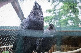 Common Raven, Corvus corax, Buchlovice Rescue Station of Wildlife, Animal Shelter