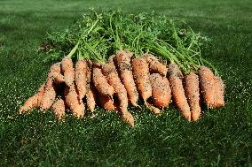 Carrots, vegetables