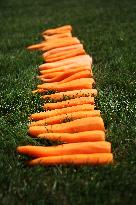 Carrots, peeled, scraped, vegetables