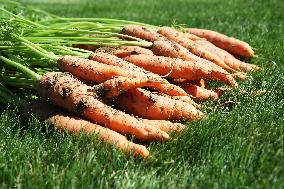 Carrots, vegetables