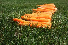 Carrots, peeled, scraped, vegetables