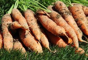 Carrots, vegetables