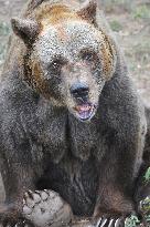 brown bear (Ursus arctos)