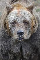 brown bear (Ursus arctos)