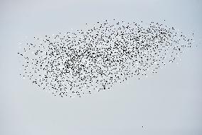 a flock of starlings, vineyard