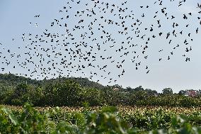 a flock of starlings, vineyard