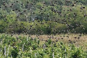 a flock of starlings, vineyard