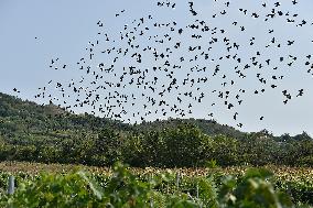 a flock of starlings, vineyard