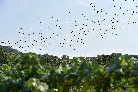 a flock of starlings, vineyard