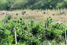 a flock of starlings, vineyard