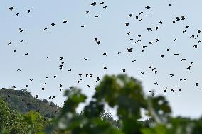 a flock of starlings, vineyard