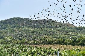 a flock of starlings, vineyard