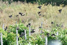 a flock of starlings, vineyard