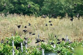 a flock of starlings, vineyard