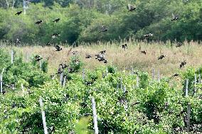 a flock of starlings, vineyard