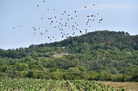 a flock of starlings, vineyard