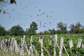 a flock of starlings, vineyard