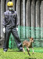 Baby deer in Nara, western Japan