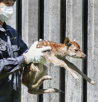 Baby deer in Nara, western Japan