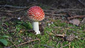 Amanita muscaria, forest, mushroom