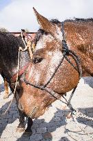 Appaloosa horse breed, Equus ferus caballus, cowboy, saddling, saddle