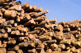 wood log, chips, woodchips, biomass