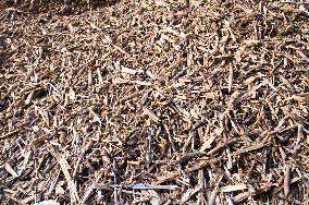 wood chips, woodchips, biomass