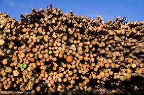 wood log, chips, woodchips, biomass