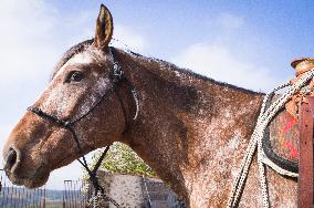Appaloosa horse breed, Equus ferus caballus, cowboy, saddling, saddle