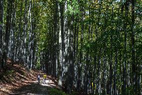 weather, people, dogs, forest, trees