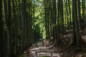 weather, people, dogs, forest, trees