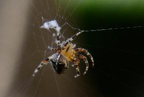 Garden spider (Araneus diadematus)