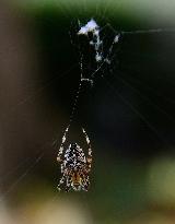 Garden spider (Araneus diadematus)