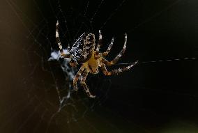 Garden spider (Araneus diadematus)