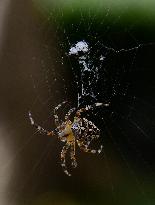 Garden spider (Araneus diadematus)