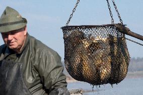 fishermen, fishing, fish, carp, Zehunsky pond