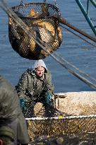 fishermen, fishing, fish, carp, Zehunsky pond