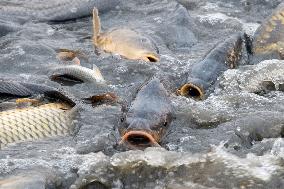 fishermen, fishing, fish, carp, Zehunsky pond