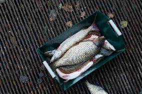 fishermen, fishing, fish, carp, pike, Zehunsky pond