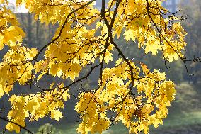 Autumn in Czech Republic, maple
