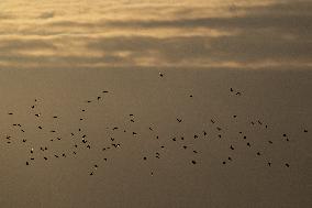 Autumn in Czech Republic, birds, sky
