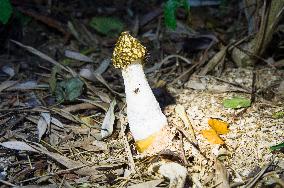 Common Stinkhorn, Phallus impudicus, mushroom, fly, flies, insects