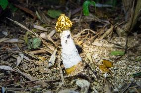 Common Stinkhorn, Phallus impudicus, mushroom, fly, flies, insects