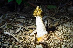 Common Stinkhorn, Phallus impudicus, mushroom, fly, flies, insects