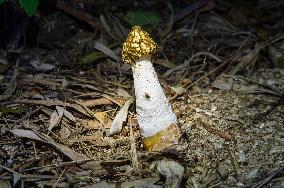 Common Stinkhorn, Phallus impudicus, mushroom, fly, flies, insects