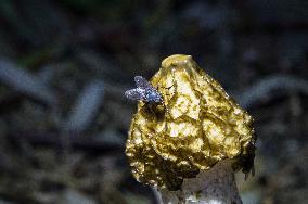 Common Stinkhorn, Phallus impudicus, mushroom, fly, flies, insects